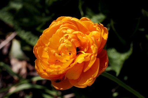 tulipa sunlover  tulip  orange