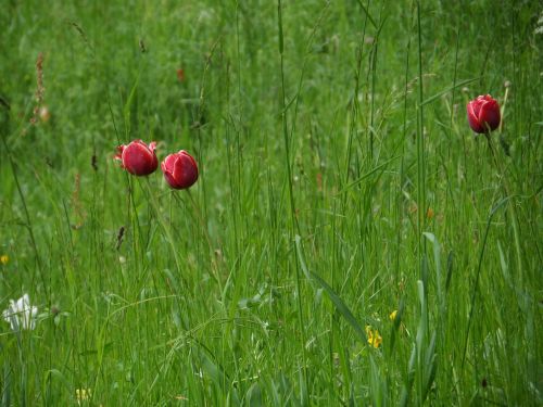 tulips grass meadow