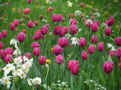 tulips grass meadow