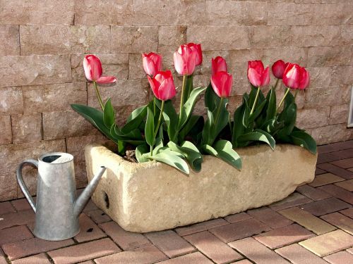 tulips flowerpot flower