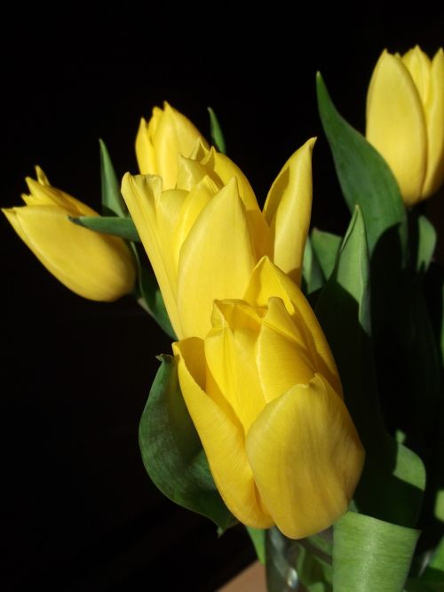 tulips spring yellow