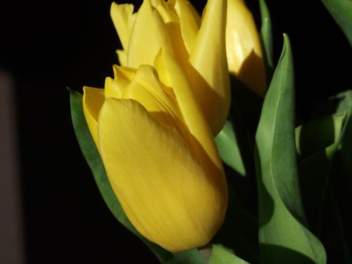 tulips spring yellow