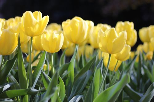 tulips yellow spring