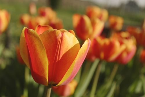 tulips close green