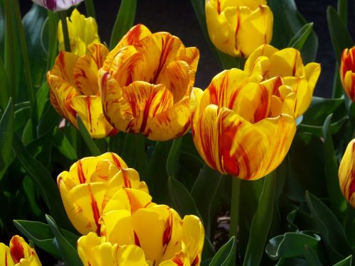 tulips yellow garden