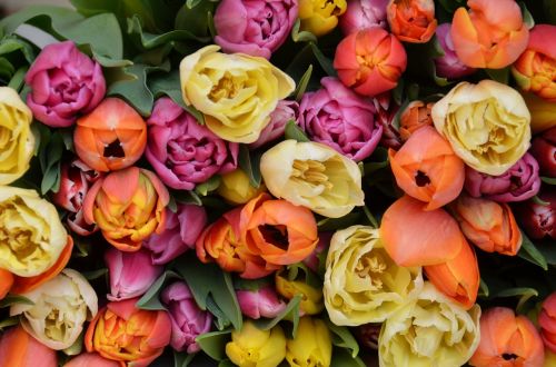 tulips flowers fresh