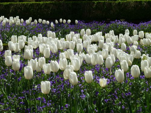 tulips floral plants