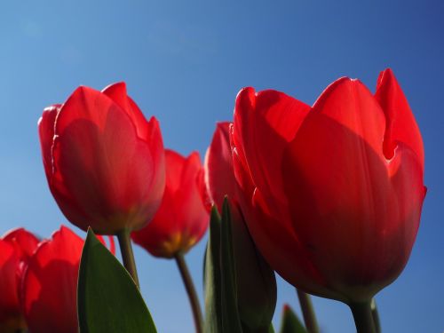 tulips red flowers