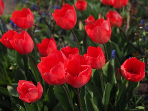 tulips red flowers