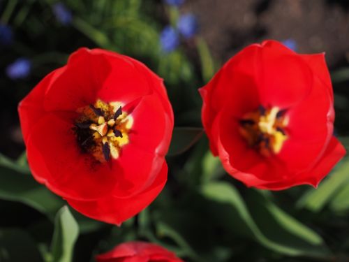 tulips red flowers