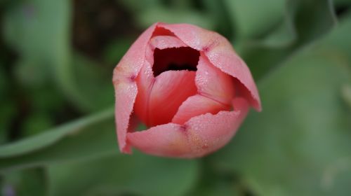 tulips flowers spring