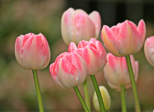 tulips flowers spring