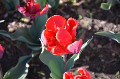 tulips holland michigan