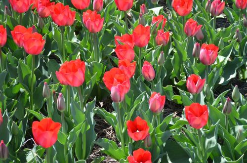 tulips holland michigan