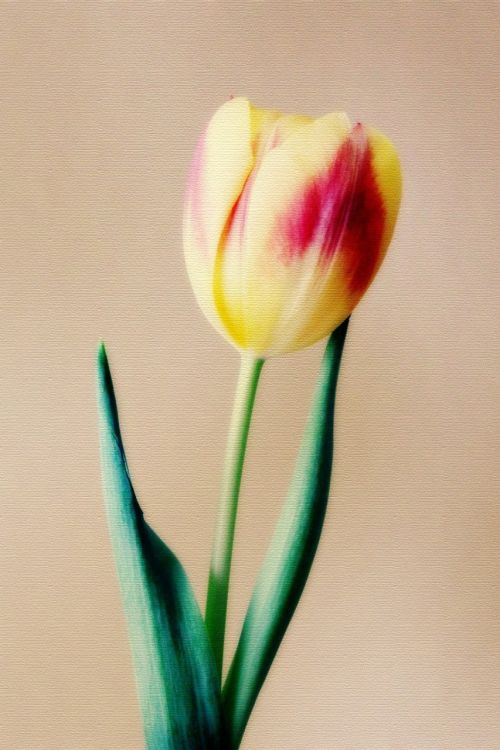 tulips flowers flora