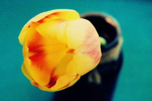 tulips sun flowers