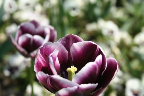 tulips purple flowers