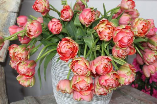 tulips spring vase