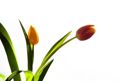 tulips blooming flower