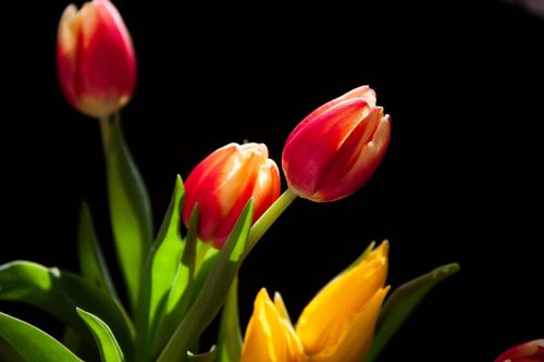 tulips flowers yellow