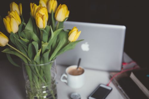 tulips flowers yellow flowers