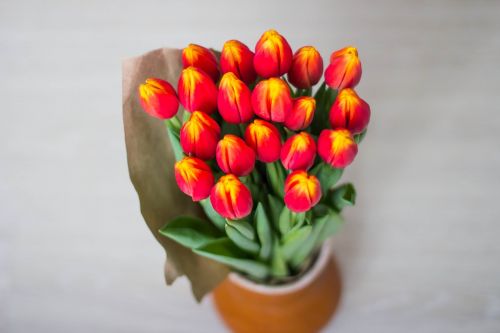 tulips bouquet women's holiday