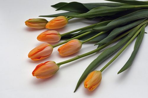 tulips flowers orange