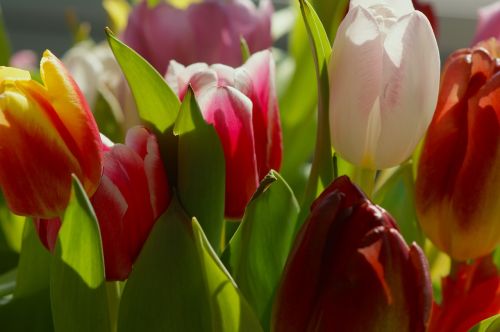 tulips strauss sun