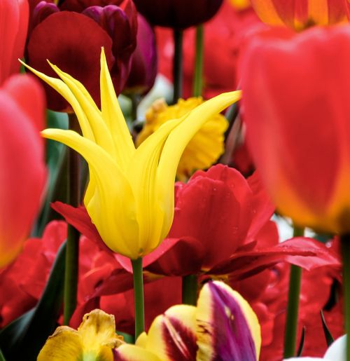 tulips yellow spring