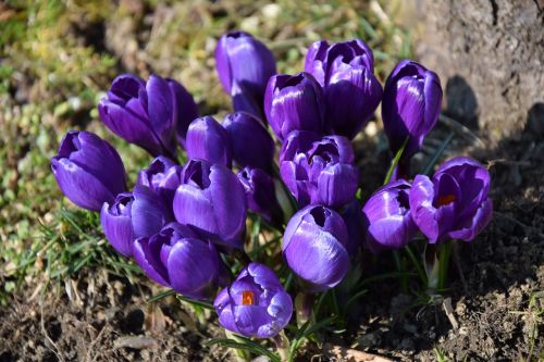 tulips spring flowers