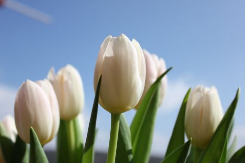 tulips flower heaven