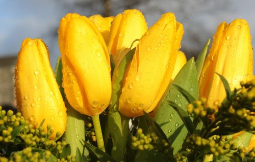 tulips tulipa bouquet