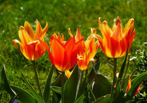 tulips tulpenbluete spring