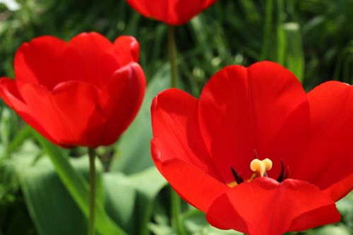 tulips garden flowers spring