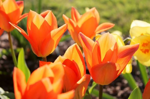 tulips orange spring