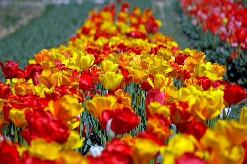 tulips colorful flowers