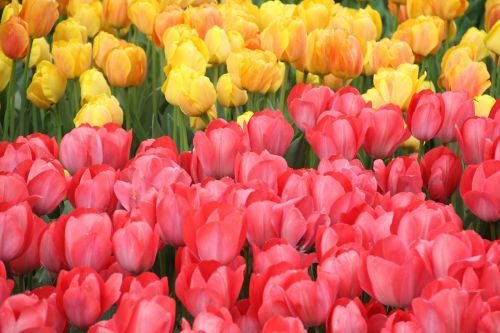 tulips flowers nature