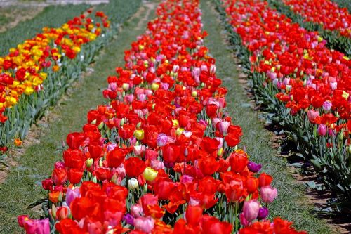 tulips colorful flowers