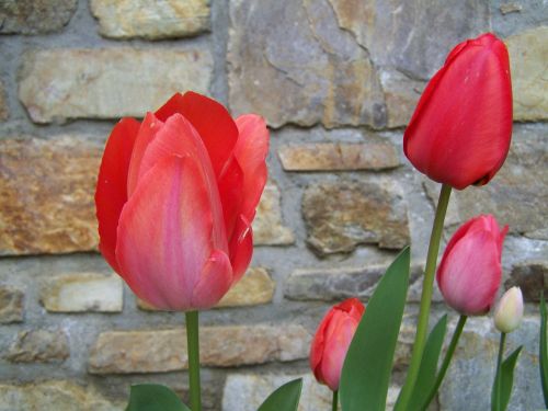 tulips red spring flower