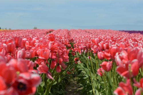 tulips flowers northwest