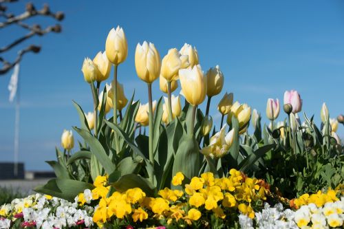 tulips flowers yellow flowers