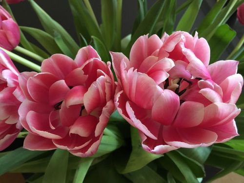 tulips close blossom
