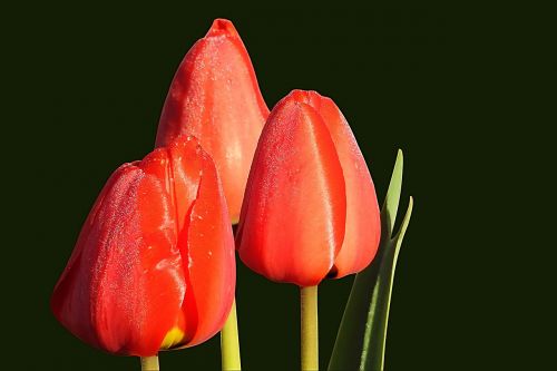 tulips red spring