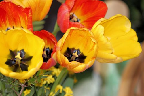 tulips bouquet spring