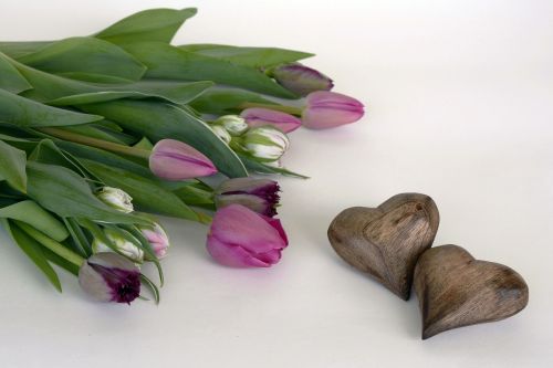 tulips flowers heart