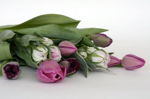 tulips flowers violet