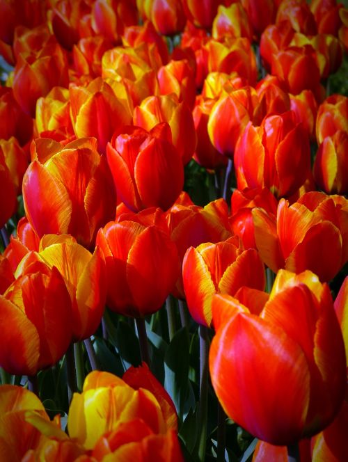 tulips flowers orange