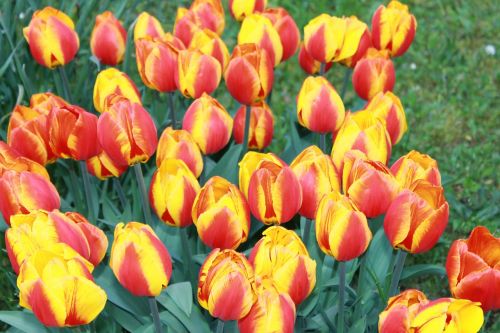tulips flowers cut flowers