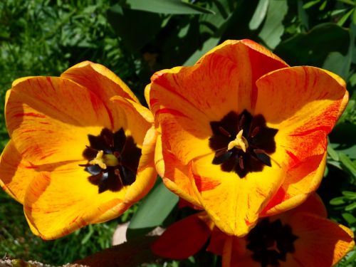 tulips orange yellow