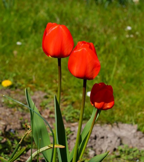 tulips flowers red